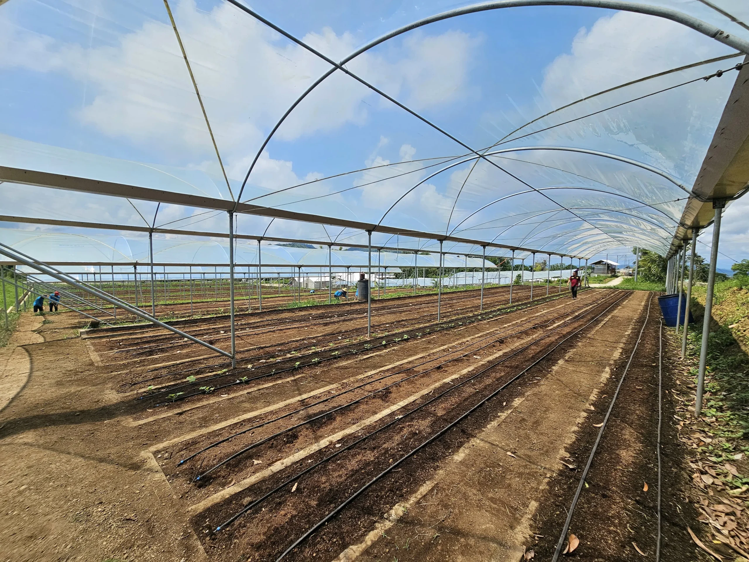 Hugelkultur final layer