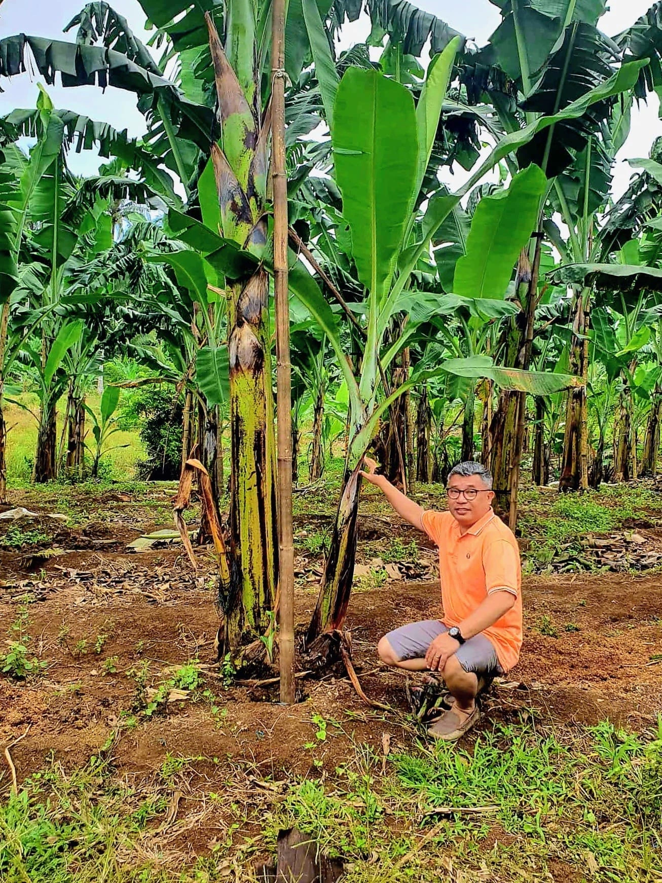 Noel showing next generation banana tree