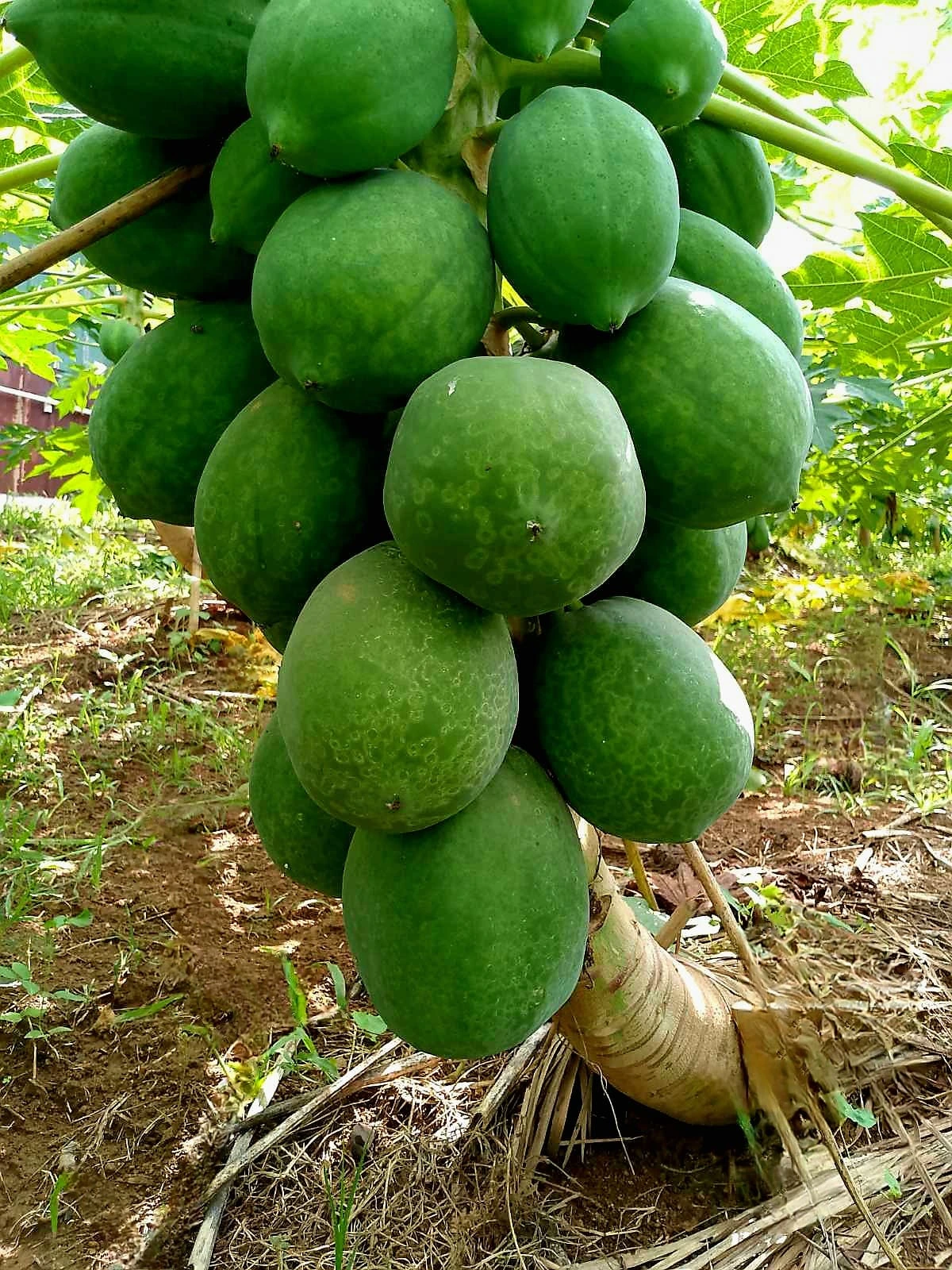 Papaya with fruits